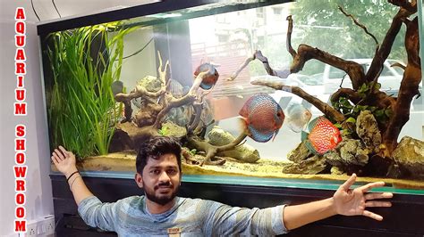 Aquarium Fish In Chennai .
